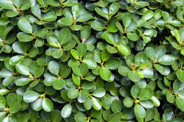 Yeşil yaprakları kapat.