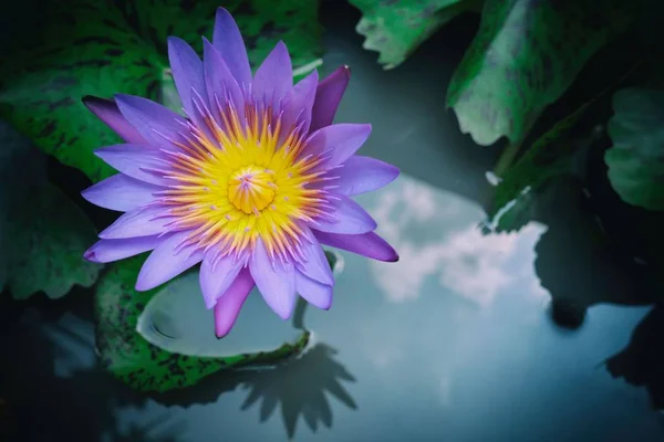 Close Gele Lotus Bloem Met Reflectie Het Water Oppervlak Zachte — Stockfoto