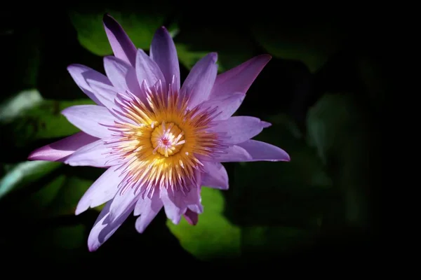 Close Gele Lotus Bloem Met Reflectie Het Water Oppervlak Zachte — Stockfoto