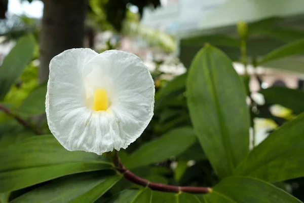 花园里的白花 — 图库照片