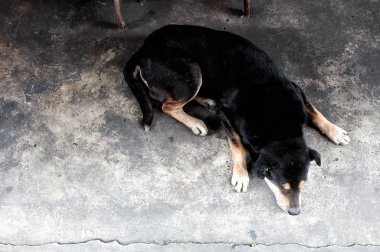Sleepy Dog'un Yerdeki En İyi Görünümü.