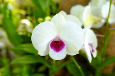 Park'ta Yakın Çekim Güzel Beyaz Orkide.