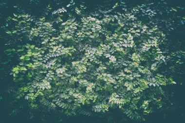 Yeşil Yapraklar Arka Plan. Metin Için Alan olan Sunum ve Web Şablonları için uygundur.