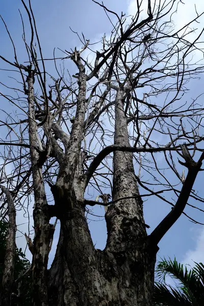 Árvore Seca Com Céu Azul — Fotografia de Stock