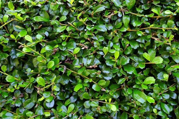 Närbild Gröna Löv Bakgrund — Stockfoto