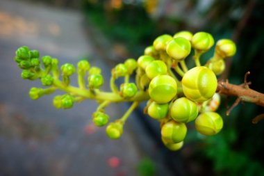 Seçici Odakta Yakın Çekim Genç Sal Ağacı Meyvesi.