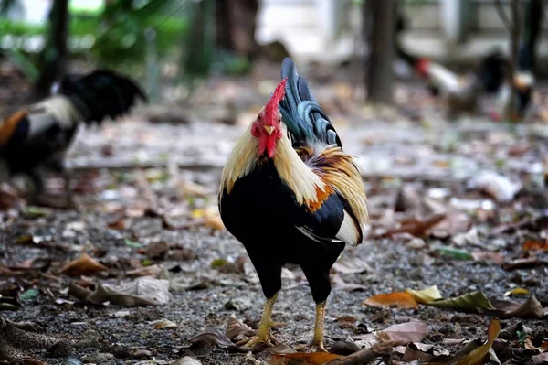 Frango Parque — Fotografia de Stock