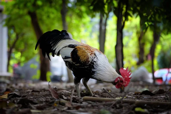 Kurczak Kopanie Dla Żywności Parku — Zdjęcie stockowe