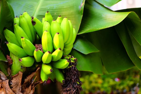 Anão Cavendish Banana Tree — Fotografia de Stock