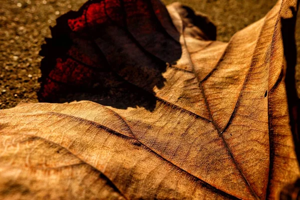 Крупный План Сухой Лист Земле Санрайз Тон Selective Focus — стоковое фото