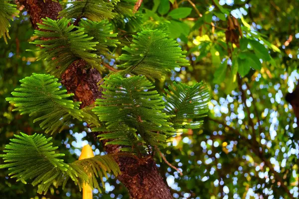 Pinheiro Close Com Fundo Bokeh — Fotografia de Stock