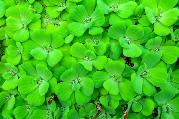 池に浮かぶ緑のピスティアまたは水キャベツ — ストック写真
