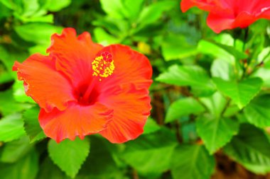 Bahçede Kırmızı Çin Gülü.