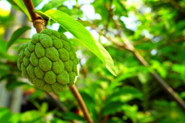 Bahçede Muhallebi Elma Meyvesi.