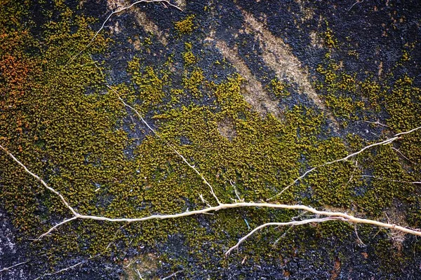 Зеленый Мосс Растет Старой Грандиозной Бетонной Стене — стоковое фото