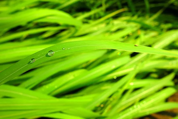 Verschlossene Regentropfen Auf Grünem Gras Selektiver Fokus — Stockfoto