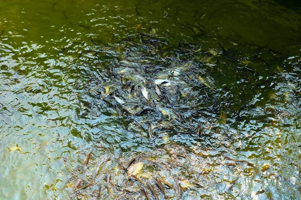 Utfodring Fisk Poolen — Stockfoto