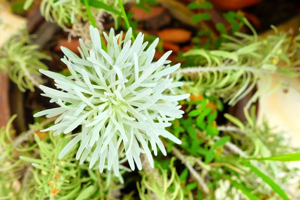 Zamknięty Biały Crossostephium Chinense Flower — Zdjęcie stockowe