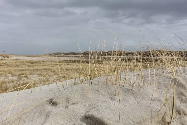 Dune grass with dune landscape in the background