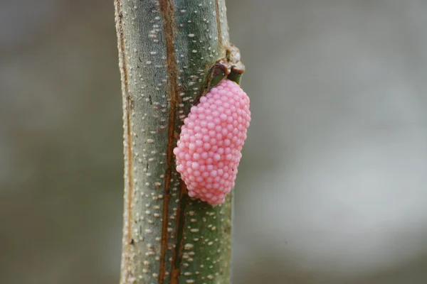 Pomacea canaliculata яйця — стокове фото