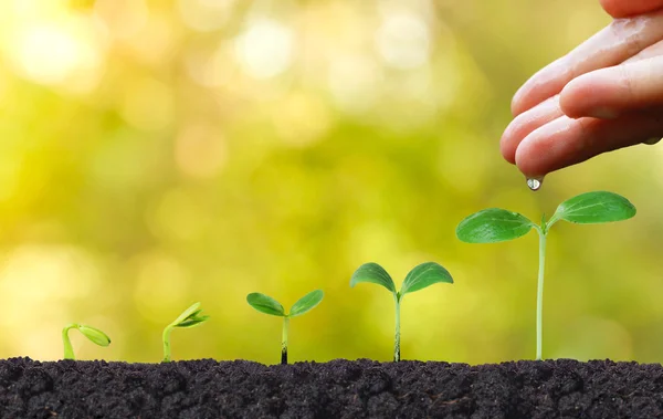 Mão nutrir e regar plantas jovens — Fotografia de Stock