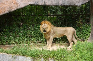 Esaret altında aslan kükrer