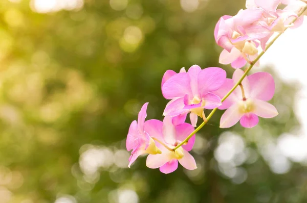 Orquídeas rosa com bokeh verde natural — Fotografia de Stock