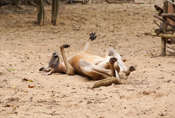 Kangaroo sleeping on sand — Stock Photo, Image