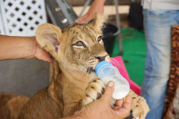 Feeding milk to a lion cub — Stock Photo, Image