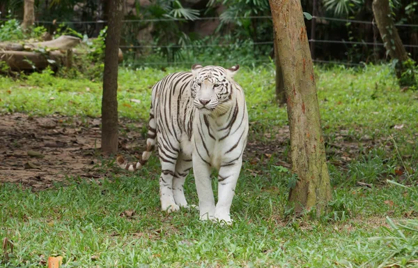 Белый бенгальский тигр — стоковое фото