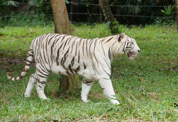 Biały tygrys bengalski — Zdjęcie stockowe