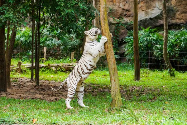 Weißer bengalischer Tiger — Stockfoto