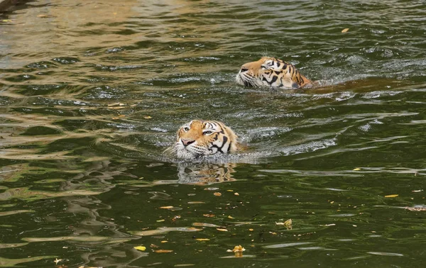 Bengal Tigers pływanie — Zdjęcie stockowe