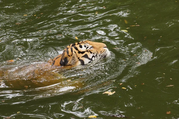 Bengal Tiger Schwimmen — Stockfoto