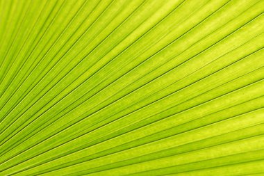 Şeker palmiye yaprak doku