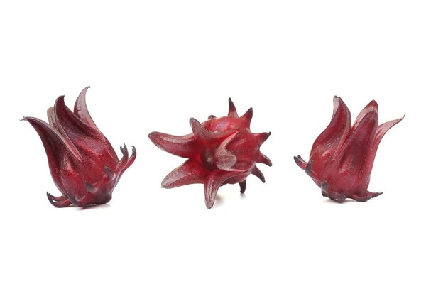 Roselle / Hibiscus sabdariffa L. — Foto Stock