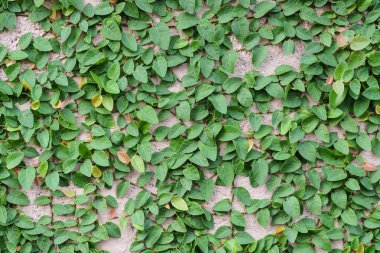 Yeşil sarmaşık bitkileri