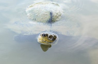 Suda büyük kaplumbağa