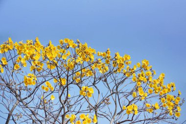 ağaç üzerinde sarı çiçek