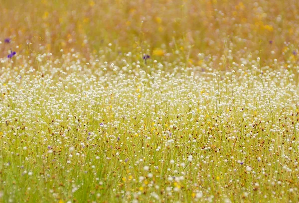 Цветы в зеленом поле — стоковое фото