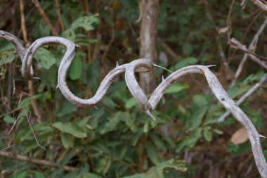 Yeşil ormanda asma ağacı