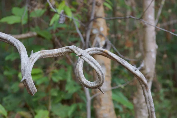 Yeşil ormanda asma ağacı