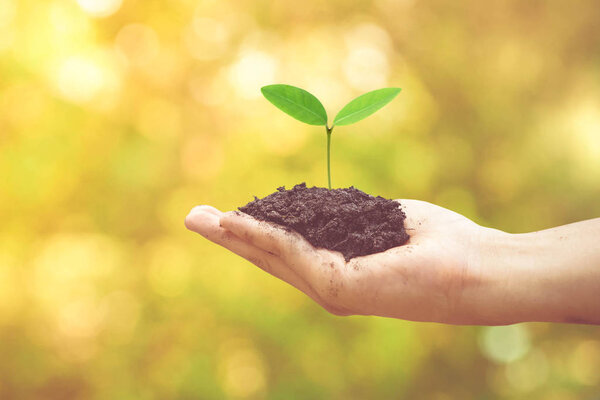 green plant growing from soil