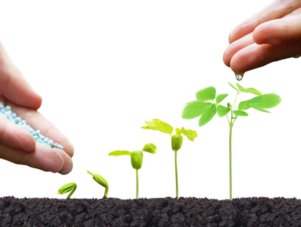 Person fertilizes plants — Stock Photo, Image