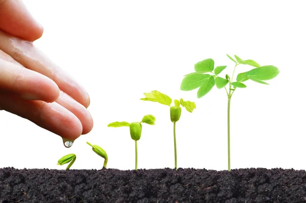 Person fertilizes plants — Stock Photo, Image