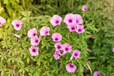 Sabah zafer çiçekleri