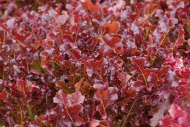 Kırmızı mercan sebze