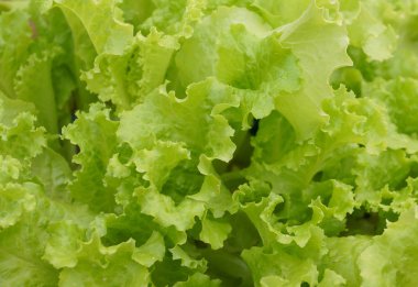 Yeşil marul yaprakları