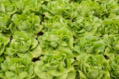 Yeşil ekmeğiiçine marul