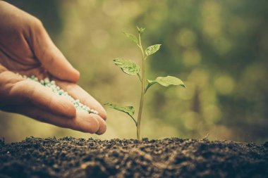 Kişi besleyici bitki